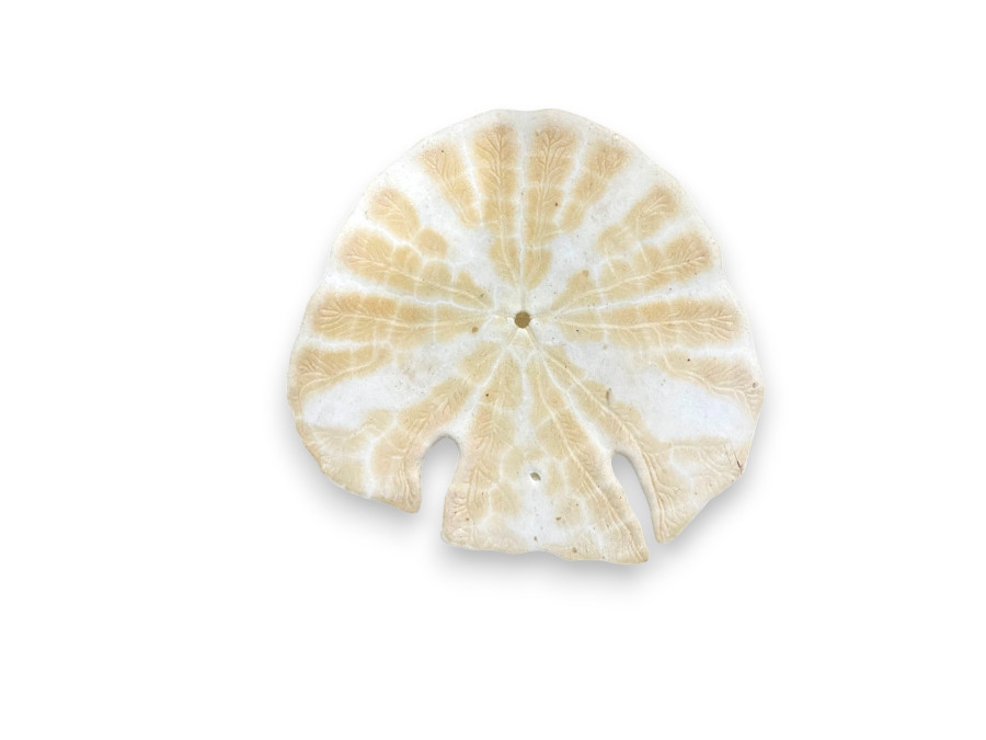 SAND DOLLAR FISH 11-12cm