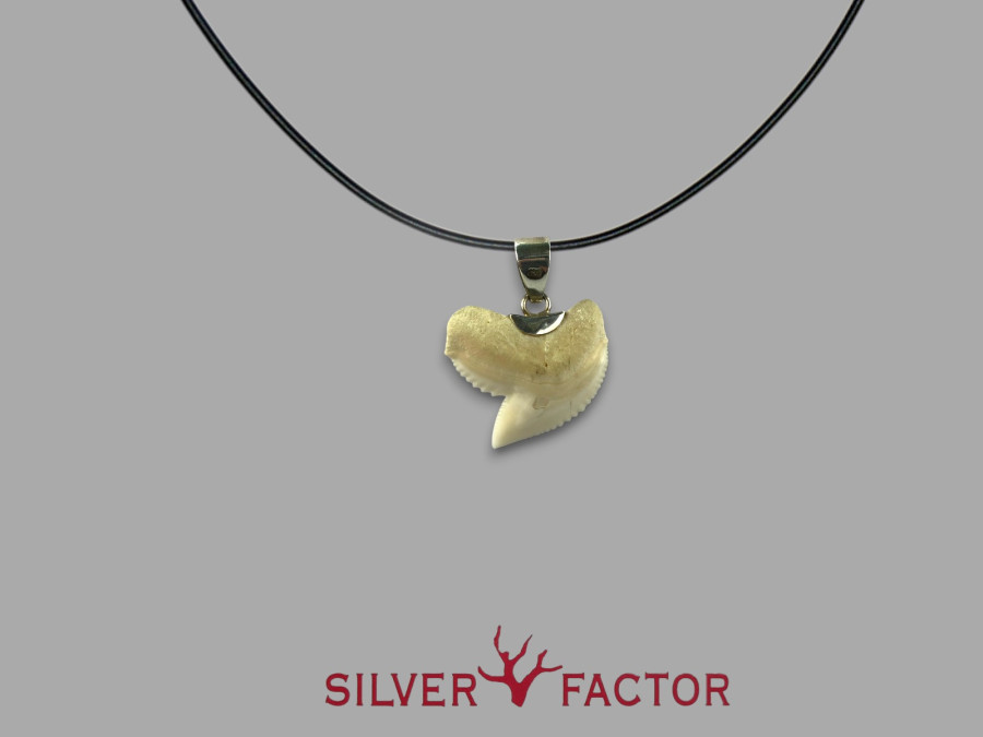 COLGTE. SHARK SIERRA AG.