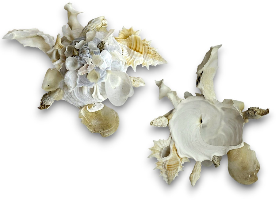 XENEFORA PALLIDULA 08cm