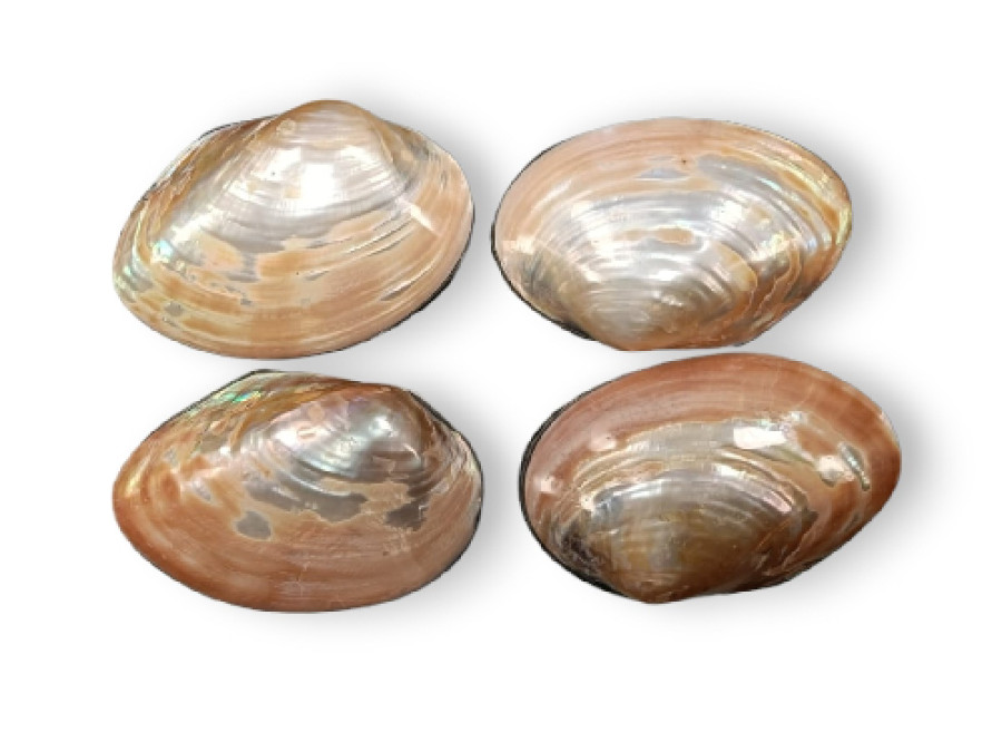 CAJA SHELL MACABEBE NACAR 13cm (bolsa 4 unid.)