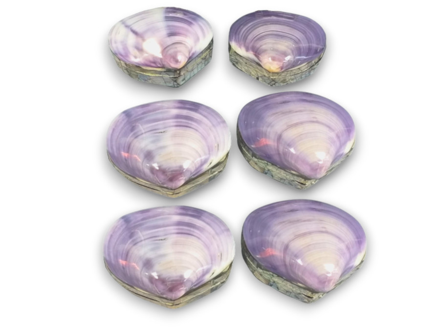 CAJA SHELL LILA 09-10cm pack 6