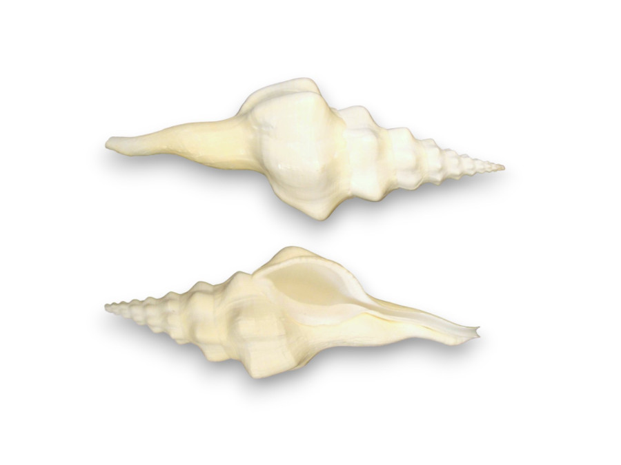 FUSINUS UNDATUS 15cm pack 12