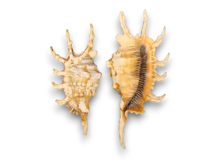 LAMBYS SCORPIO 09-10cm pack 25