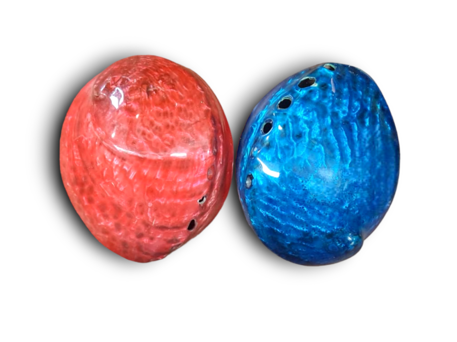 HALIOTIS CARRUGATA COLOR ROJO/AZUL 11-12cm