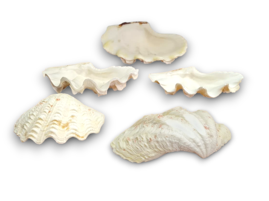 JABONERA 09-10cm BB-416/97-1 pack 25