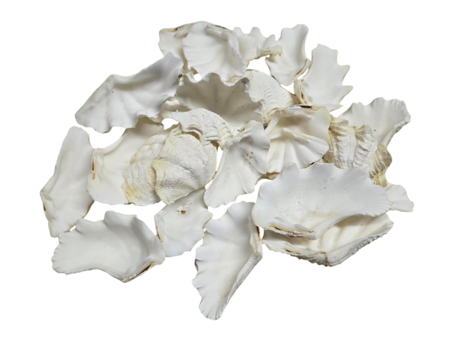 SET 25 JABONERAS MEDIDAS SURTIDAS (04-08cm)  BB-416/97