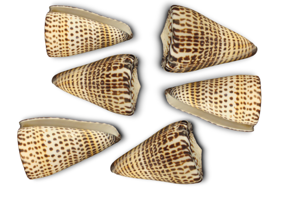 CONUS LITERATUS 07-08cm pack 25