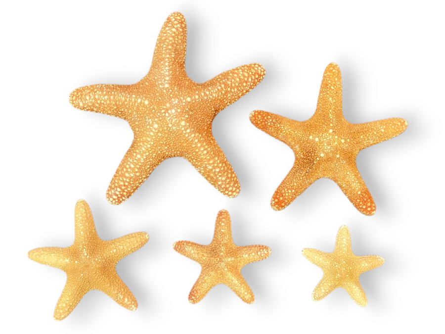 ESTRELLA JUNGLE NATURAL