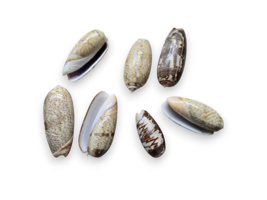 OLIVA AFRICANA pack 25