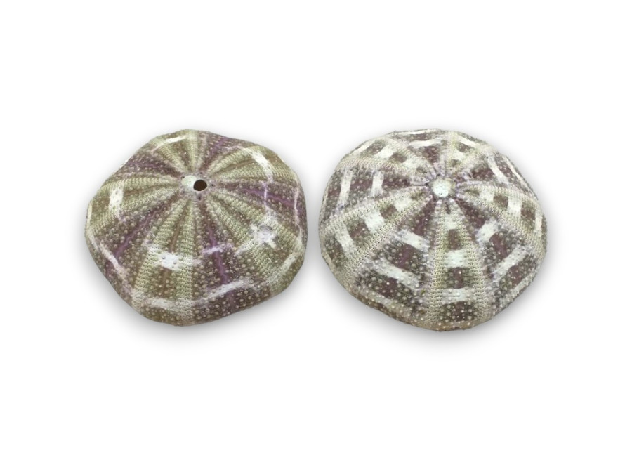 ERIZO ALFONSO 10cm (bolsa 12und)