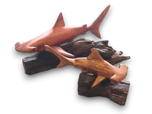 TIBURON MARTILLO JEMPINIS