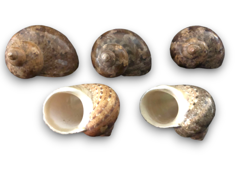 TURBO PETHOLATUS 05cm pack 25