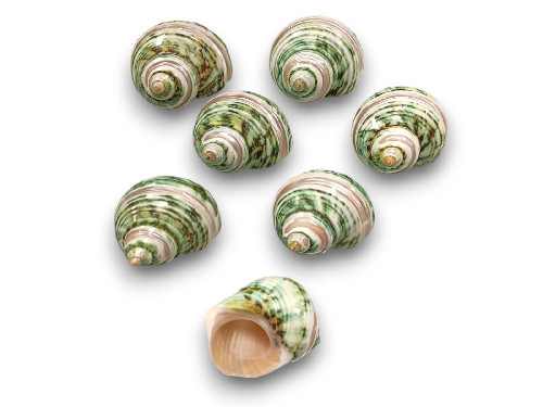 TURBO BANDET TURQUESA 06cm pack 25