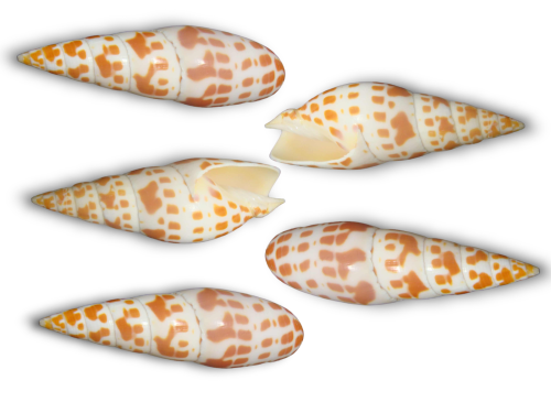 MITRA EPISCOPALIS 10-11cm pack 25