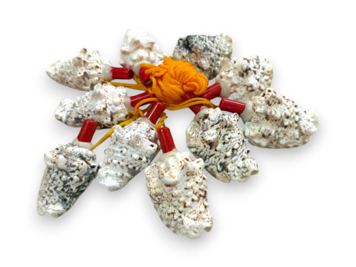 SILBATO CONCHA STROMBUS 09x06cm Pack 10