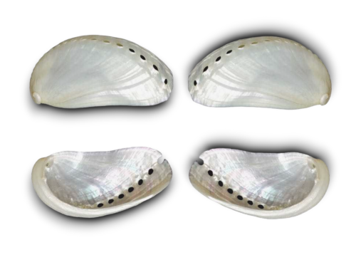 HALIOTIS ASININA NACAR 05cm pack 25