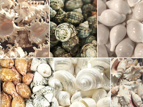 CONCHAS PARA EXPOSITORES --->>