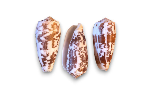 CONUS STRIATUS 08-09cm Pack 25