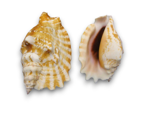 STROMBUS SINUATUS 07-10cm pack 25