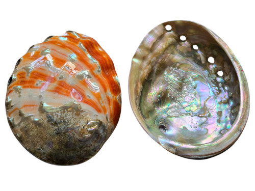 HALIOTIS RUFENCENS 18-20cm 1ª