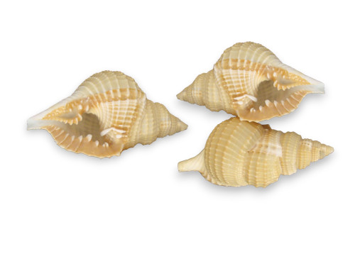 DISTORSIO RETICULATA 06cm pack 25