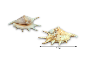 LAMBYS ADAMI ENANO 07cm